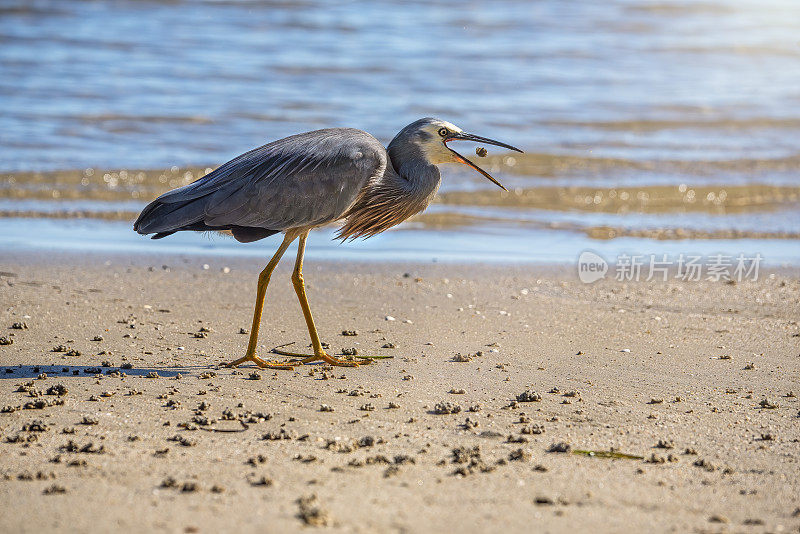 蓝鹭(Ardea herodias)